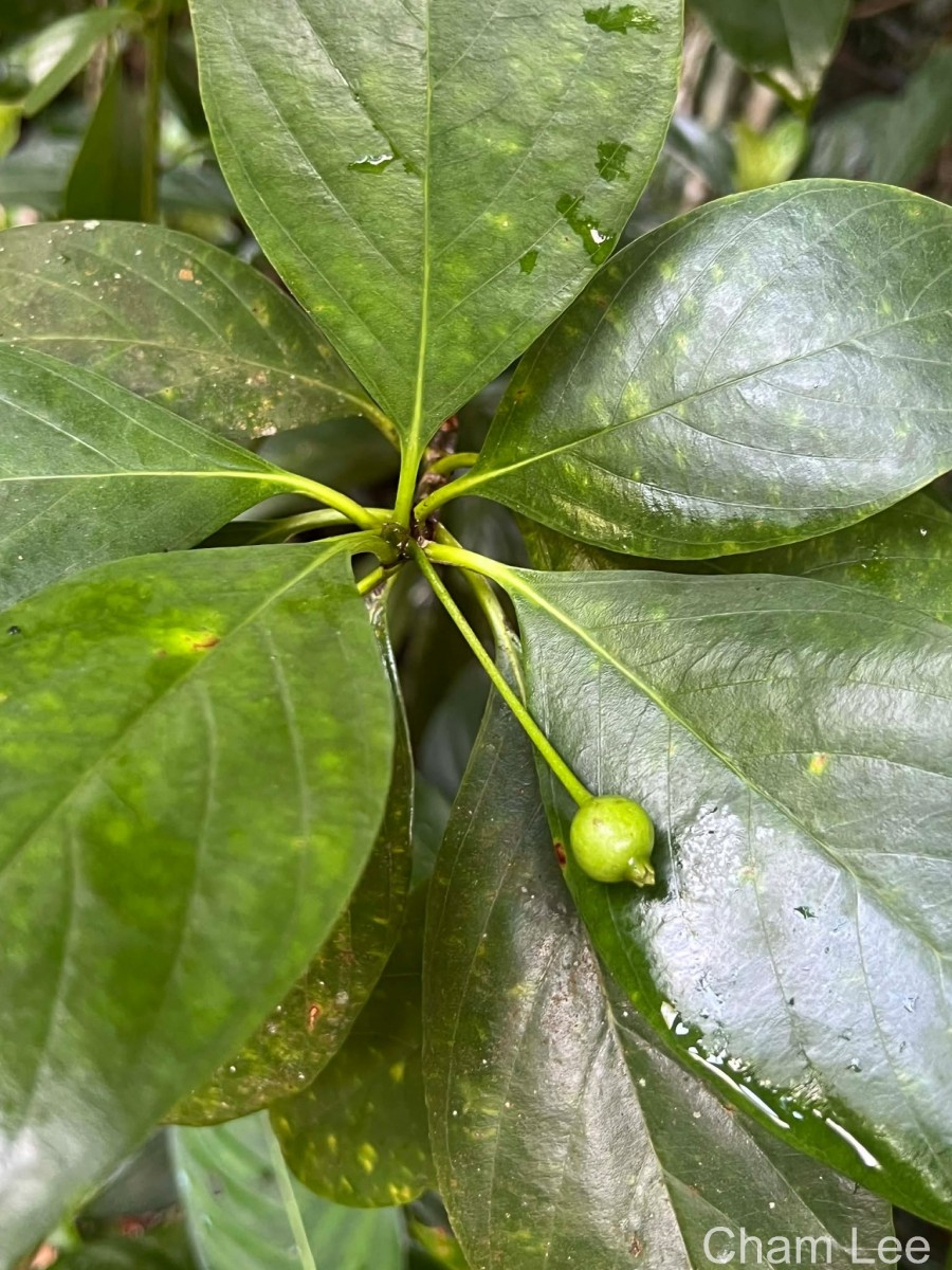 Timonius flavescens (Jacq.) Baker